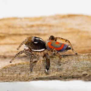 Maratus pavonis at Jerrabomberra, NSW - suppressed