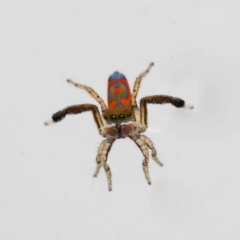 Maratus pavonis at Jerrabomberra, NSW - suppressed