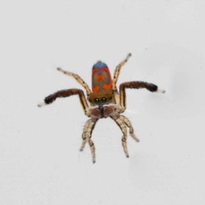 Maratus pavonis at Jerrabomberra, NSW - suppressed