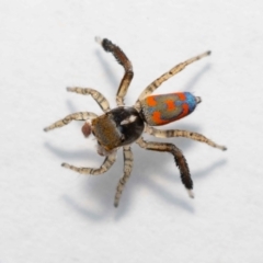 Maratus pavonis at Jerrabomberra, NSW - suppressed