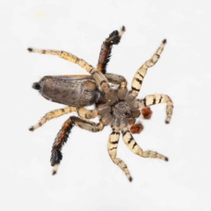 Maratus pavonis at Jerrabomberra, NSW - suppressed