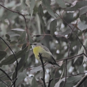 Gerygone olivacea at Coree, ACT - 19 Nov 2022