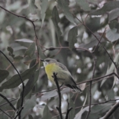 Gerygone olivacea (White-throated Gerygone) at Coree, ACT - 18 Nov 2022 by wombey