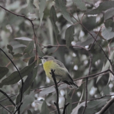 Gerygone olivacea (White-throated Gerygone) at Woodstock Nature Reserve - 18 Nov 2022 by wombey