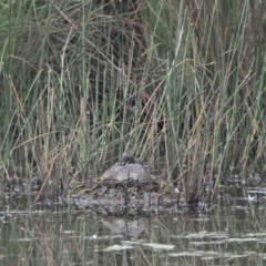 Tachybaptus novaehollandiae (Australasian Grebe) at Woodstock Nature Reserve - 18 Nov 2022 by wombey