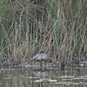 Tachybaptus novaehollandiae at Strathnairn, ACT - 19 Nov 2022