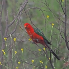 Alisterus scapularis (Australian King-Parrot) at Coree, ACT - 19 Nov 2022 by wombey