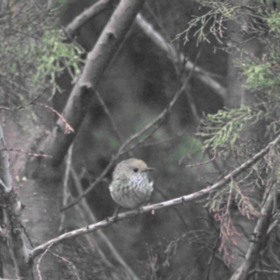 Acanthiza pusilla (Brown Thornbill) at Woodstock Nature Reserve - 18 Nov 2022 by wombey