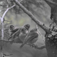 Acanthiza reguloides (Buff-rumped Thornbill) at Woodstock Nature Reserve - 18 Nov 2022 by wombey