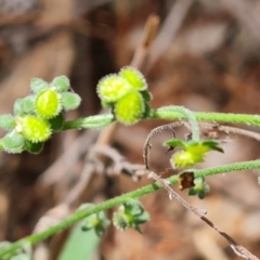 Cynoglossum australe (Australian Forget-me-not) at Isaacs Ridge and Nearby - 19 Nov 2022 by Mike