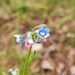 Cynoglossum australe at Isaacs, ACT - 19 Nov 2022