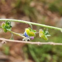 Cynoglossum australe at Isaacs, ACT - 19 Nov 2022