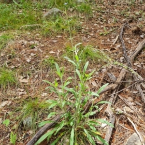 Cynoglossum australe at Isaacs, ACT - 19 Nov 2022