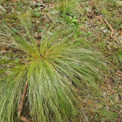 Nassella trichotoma (Serrated Tussock) at Isaacs Ridge and Nearby - 19 Nov 2022 by Mike