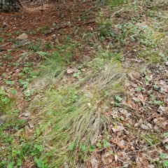 Poa sp. (A Snow Grass) at Isaacs Ridge - 19 Nov 2022 by Mike