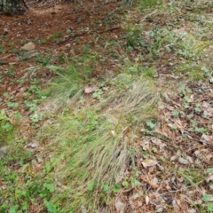 Poa (genus) (A Snow Grass) at Isaacs, ACT - 19 Nov 2022 by Mike
