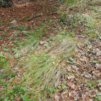Poa (genus) (A Snow Grass) at Isaacs, ACT - 19 Nov 2022 by Mike