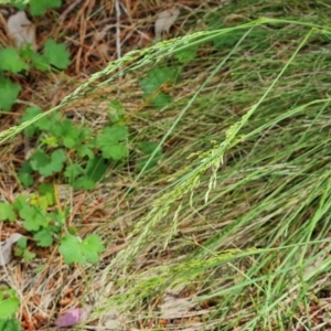 Poa sp. at Isaacs, ACT - 19 Nov 2022