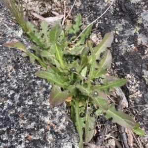 Hypochaeris radicata at Mount Clear, ACT - 19 Nov 2022