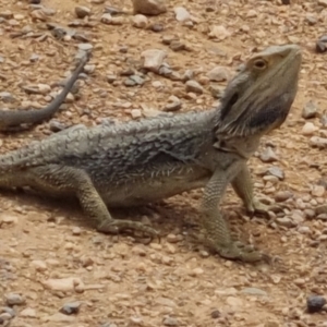 Pogona barbata at Bungendore, NSW - 19 Nov 2022