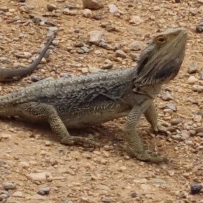 Pogona barbata (Eastern Bearded Dragon) at QPRC LGA - 19 Nov 2022 by clarehoneydove