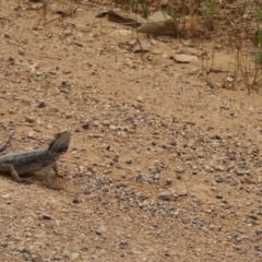 Pogona barbata at Bungendore, NSW - 19 Nov 2022