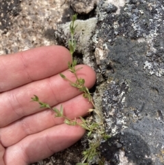 Stellaria multiflora subsp. multiflora (Rayless Starwort) at Mount Clear, ACT - 19 Nov 2022 by MattM