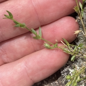 Stellaria multiflora subsp. multiflora at Mount Clear, ACT - 19 Nov 2022