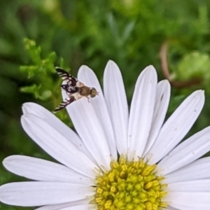 Tephritidae sp. (family) at Watson, ACT - 18 Nov 2022