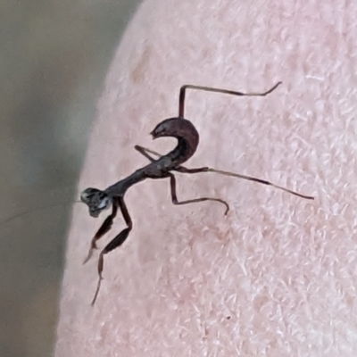 Unidentified Praying mantis (Mantodea) at Watson, ACT - 18 Nov 2022 by AniseStar