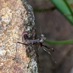 Mantidae (family) adult or nymph at Watson, ACT - 18 Nov 2022 06:32 PM