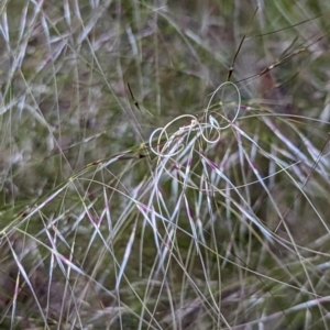 Austrostipa scabra at Watson, ACT - 10 Nov 2022 06:48 PM