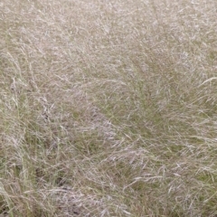 Austrostipa scabra at Watson, ACT - 10 Nov 2022