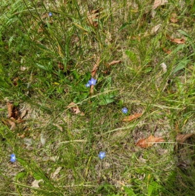 Wahlenbergia multicaulis (Tadgell's Bluebell) at Watson Green Space - 6 Nov 2022 by AniseStar