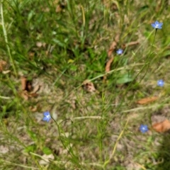 Wahlenbergia multicaulis at Watson, ACT - 6 Nov 2022