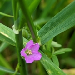 Geranium retrorsum (Grassland Cranesbill) at Watson, ACT - 5 Nov 2022 by AniseStar