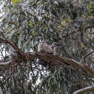 Podargus strigoides at Watson, ACT - 5 Nov 2022 06:47 PM