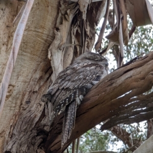 Podargus strigoides at Watson, ACT - 5 Nov 2022 06:47 PM