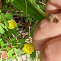 Trifolium campestre (Hop Clover) at Watson Green Space - 6 Nov 2022 by AniseStar