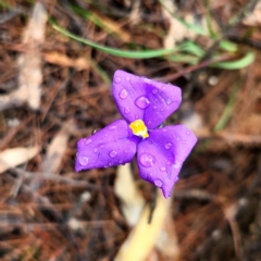 Patersonia sp. at Bungonia National Park - 13 Nov 2022 by NathanaelC