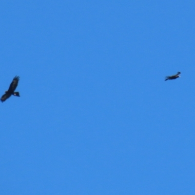 Aquila audax (Wedge-tailed Eagle) at Hume, ACT - 18 Nov 2022 by RodDeb