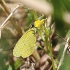 Eurema smilax (Small Grass-yellow) at Fyshwick, ACT - 18 Nov 2022 by RodDeb