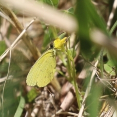 Eurema smilax at Fyshwick, ACT - 18 Nov 2022 01:30 PM