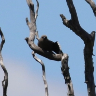 Artamus cyanopterus cyanopterus (Dusky Woodswallow) at Jerrabomberra Wetlands - 18 Nov 2022 by RodDeb