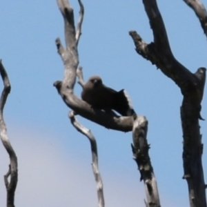 Artamus cyanopterus at Fyshwick, ACT - 18 Nov 2022