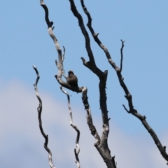 Artamus cyanopterus at Fyshwick, ACT - 18 Nov 2022