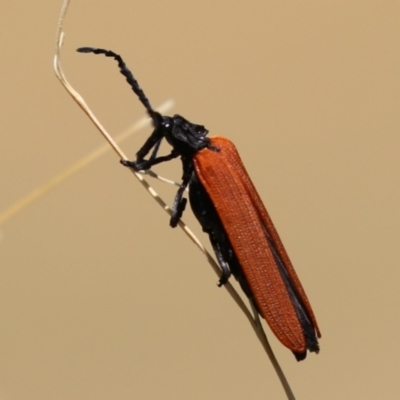 Porrostoma rhipidium (Long-nosed Lycid (Net-winged) beetle) at Fyshwick, ACT - 18 Nov 2022 by RodDeb