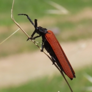 Porrostoma rhipidium at Fyshwick, ACT - 18 Nov 2022 11:44 AM