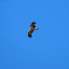 Haliastur sphenurus (Whistling Kite) at Fyshwick, ACT - 18 Nov 2022 by RodDeb