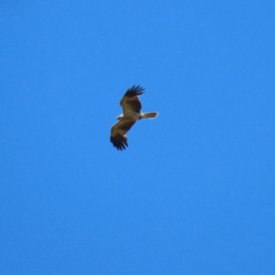 Haliastur sphenurus (Whistling Kite) at Jerrabomberra Wetlands - 18 Nov 2022 by RodDeb